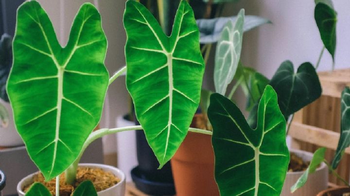 4 valiosos consejos de jardineros para que tu planta Alocasia se vuelva gigante