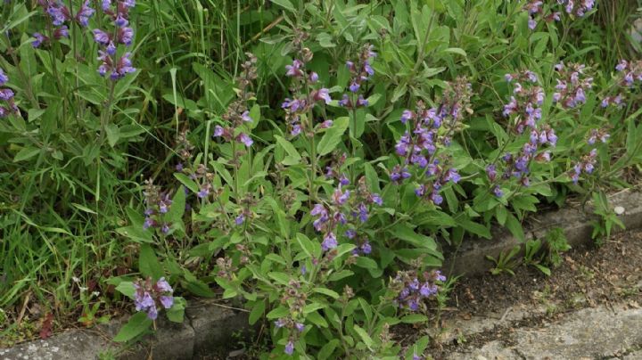 Salvia Romana: Todo lo que debes saber sobre esta increíble planta medicinal