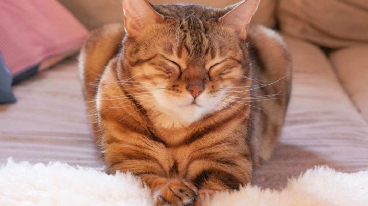 Contén la respiración: Por este motivo tu gato te parpadea lento