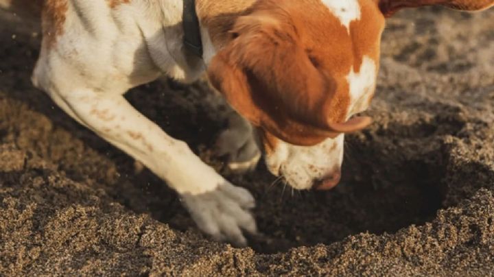 Tips para evitar que los perros hagan pozos en el jardín