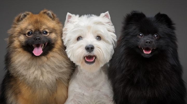 3 razas de perro pequeñas, sin mal olor y que nunca pierden pelo