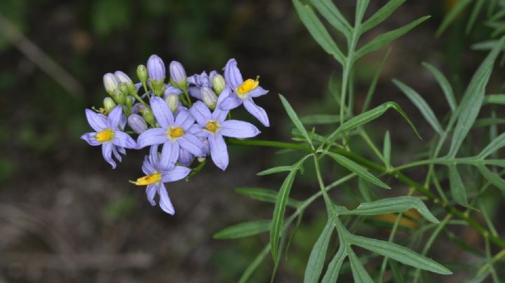 Jazmín de córdoba: La planta trepadora argentina con hermosas flores violetas