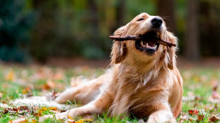 La raza de perro más inteligente según la ciencia ya no es el Border Collie: Conoce al nuevo líder