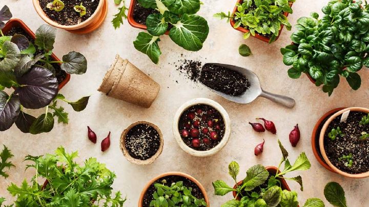 6 plantas consideradas malezas que son comestibles y muy nutritivas