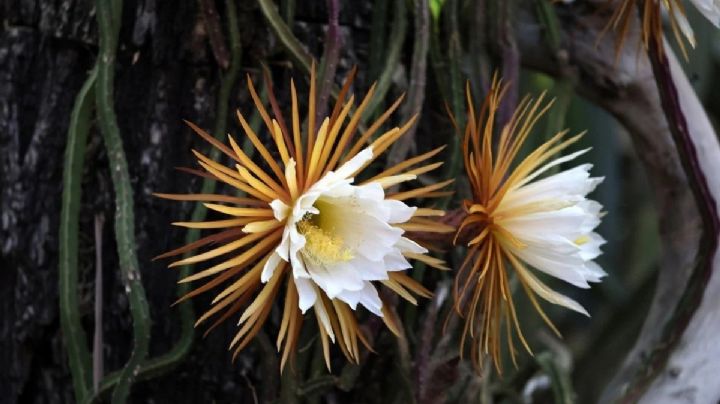 Selenicereus Grandiflorus: ¡La planta que florece una sola noche al año!