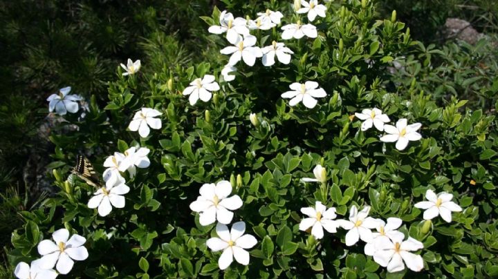 Jazmín del Cabo: ¡Descubre cómo solucionar la caída de sus capullos y su nula producción de flores!