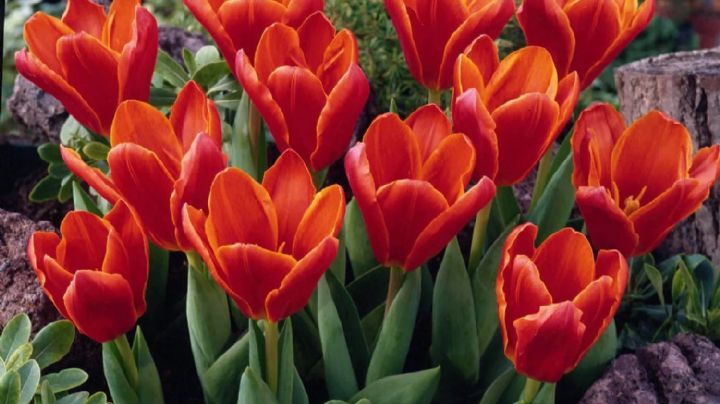 Tulipa Kaufmanniana: ¡Descubre esta bellísima flor asiática que atrae con sus majestuosos colores!