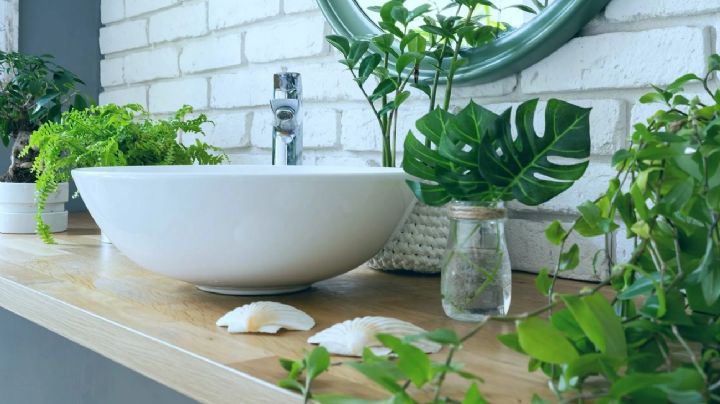 Las mejores 5 plantas para transformar tu baño en un oasis verde