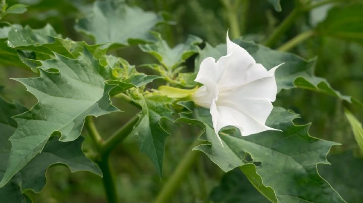 5 plantas muy venenosas que muchos tienen en casa sin saberlo