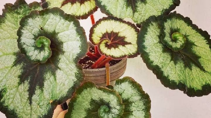 Dale un toque encantador a la decoración de tu hogar con la planta Begonia Caracol