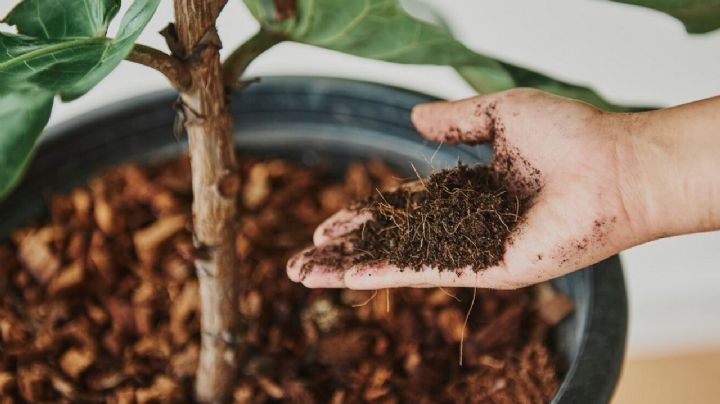 Transforma tus desperdicios en oro verde para tus plantas: Trucos para hacer compost en casa