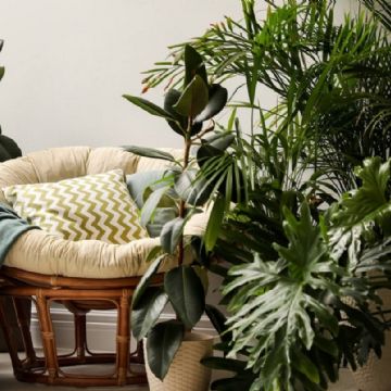 Revitaliza tu hogar con estas increíbles plantas de interior