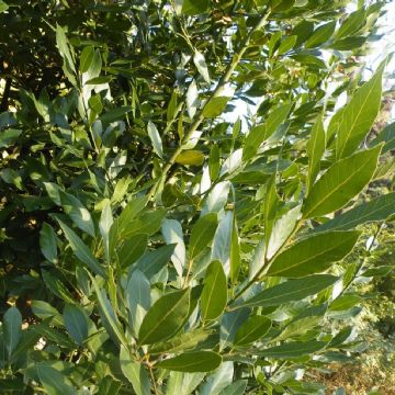 Transforma tu planta de Laurel en un árbol frondoso siguiendo esta guía de cuidados