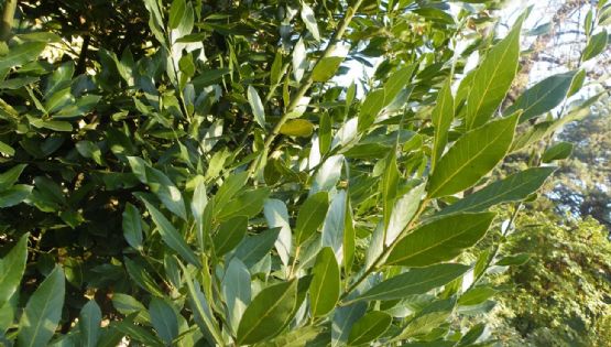 Transforma tu planta de Laurel en un árbol frondoso siguiendo esta guía de cuidados