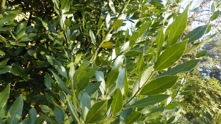 Transforma tu planta de Laurel en un árbol frondoso siguiendo esta guía de cuidados