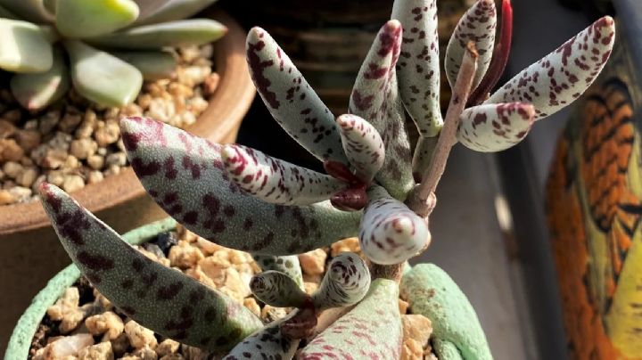 Adromischus filicaulis: Descubre la belleza y resistencia de esta suculenta poco conocida