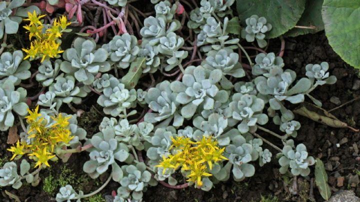 Sedum Spathulifolium: La suculenta que enamora con su dulce fragancia