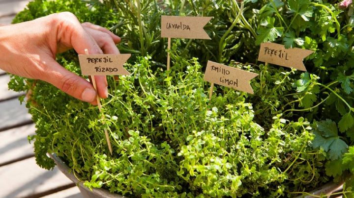 Cultiva hierbas aromáticas en una maceta: Guía completa para crear tu propio jardín de sabores