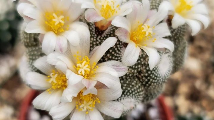 Blossfeldia Liliputana: Características y hábitat del cactus más pequeño del mundo