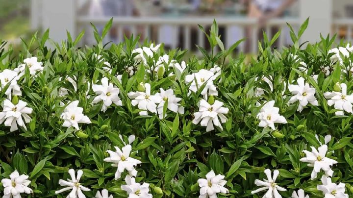 Guía de cuidados para que tus plantas de Gardenias estallen de flores