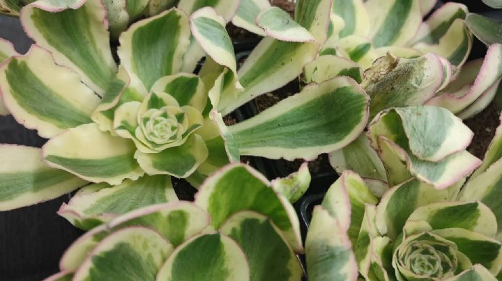 Aeonium Poseidon: La suculenta gigante de múltiples colores que embellecerá tu jardín