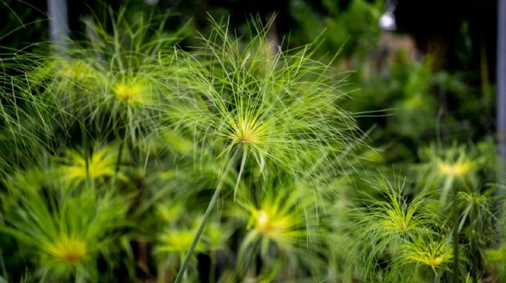 Cyperus Papyrus: Características y cuidados para que la planta papiro crezca radiante