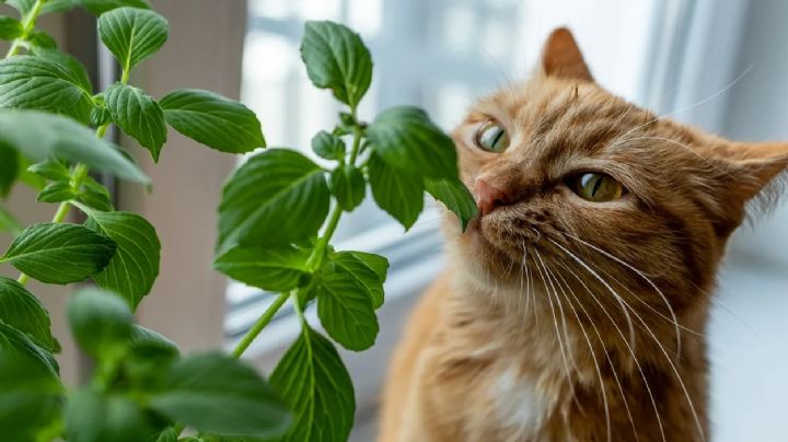 Tips para que los gatos no dañen las plantas de tu jardín