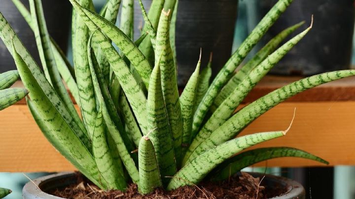 Sansevieria cylindrica: Guía de cuidados para que esta planta luzca radiante