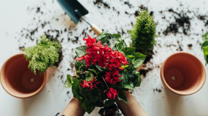 Consejos de cuidado para una planta recién comprada