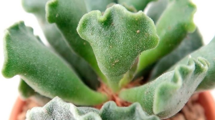 Adromischus Cristatus: Cuidados y cultivo de una suculenta muy buscada por los coleccionistas