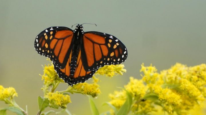 Mariposas: 10 datos curiosos que seguro desconocías