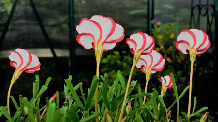 Oxalis versicolor: La planta sudafricana que parece un dulce navideño