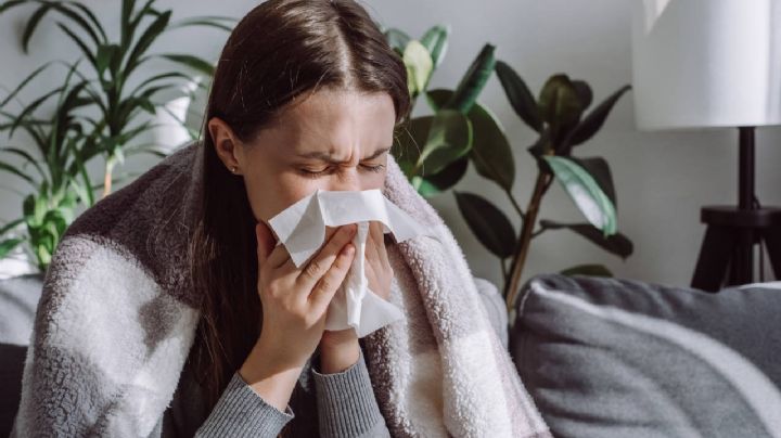 Plantas que curan la gripe, la tos y el resfriado: 6 variedades que seguro querrás tener en casa