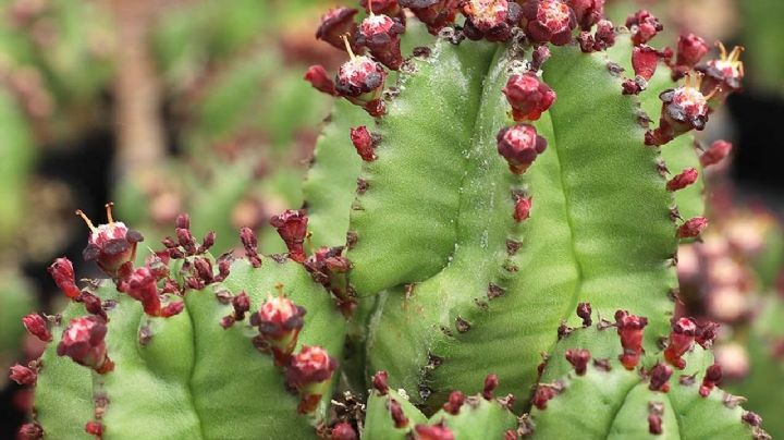 Euphorbia Anoplia: Guía de cuidados para que tu suculenta luzca radiante