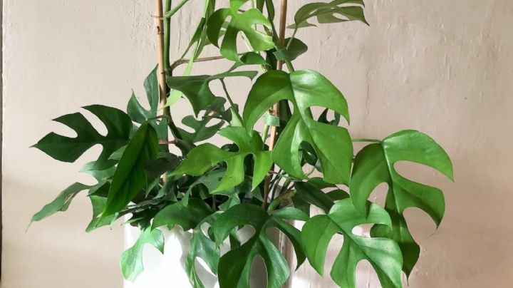 Rhaphidophora tetrasperma: La planta que parece una monstera pero no lo es