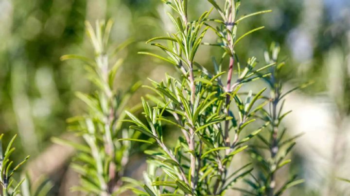 4 propiedades medicinales de la planta de romero que seguramente desconocías