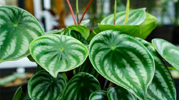 Descubre la planta que decora y purifica el aire sin complicaciones