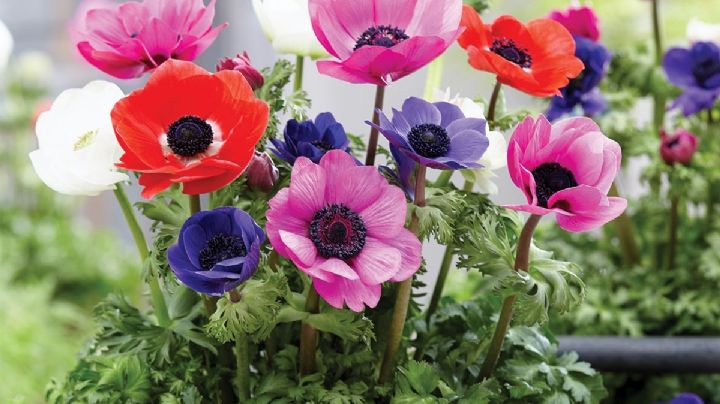 Anemone Coronaria: Una planta de flores diminutas y colores vibrantes que vas a querer en tu jardín