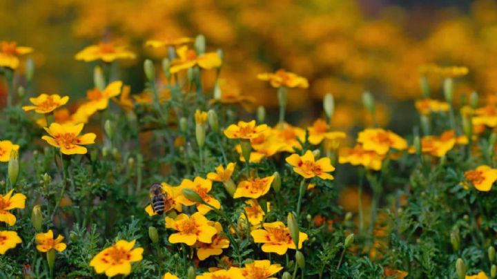Tagetes: Aprende a propagar la planta que repele insectos en pocos y simples pasos