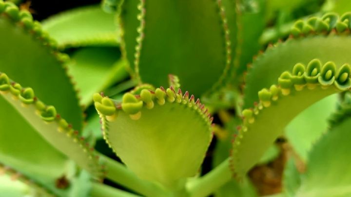 Kalanchoe daigremontiana: Una hermosa suculenta con propiedades medicinales