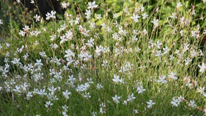 La planta del verano: No pasa desapercibida en tu jardín y además es muy fácil de cuidar