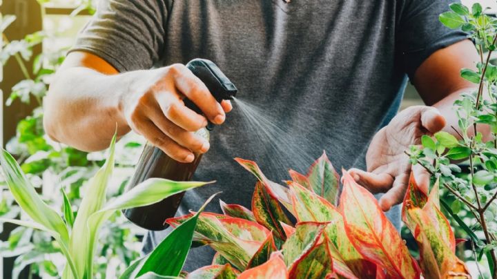 Eliminá las plagas de tus plantas con este efectivo truco casero