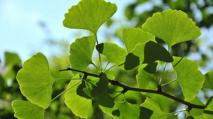 Ginkgo biloba: la hierba medicinal con que fortalece la memoria y el crecimiento neuronal