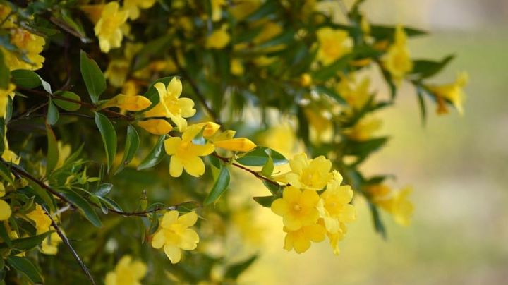 Jazmín amarillo: guía completa de cuidados para que crezca frondoso