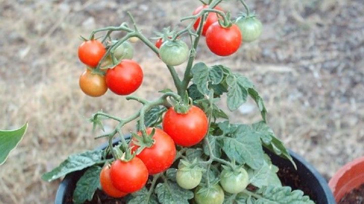 Huerta urbana: Guía completa para iniciar un cultivo de tomates en maceta
