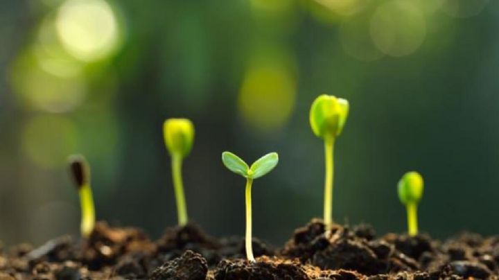 Si hueles el pasto recién cortado, en realidad estás escuchando a las plantas pedir ayuda