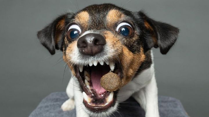 Un fotógrafo alemán capta la emoción de los perros al momento de atrapar su premio y se vuelve viral