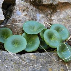Ombilicus rupestris: guía de cuidados para que tu planta Ombligo de Venus luzca rozagante