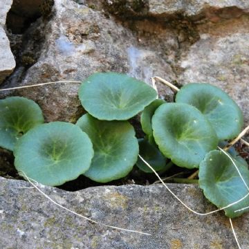 Ombilicus rupestris: guía de cuidados para que tu planta Ombligo de Venus luzca rozagante