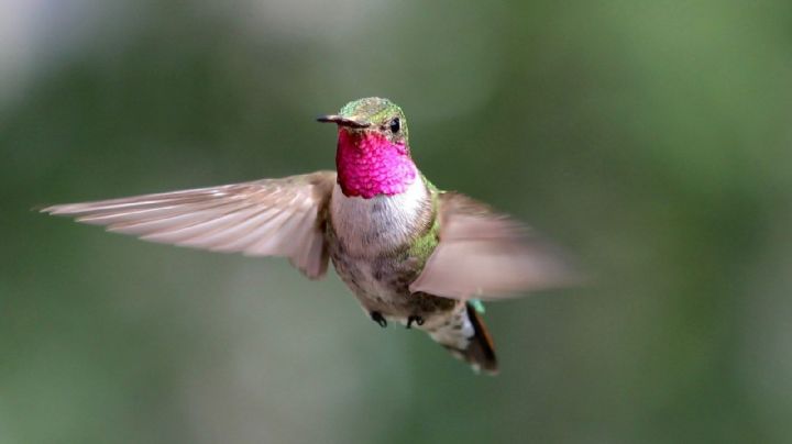 Cuál es el significado espiritual de que un colibrí haga nido en tu casa